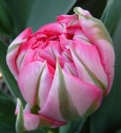 [Flashpiont Tulpen 2005 083.jpg]